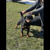 Rottweiler
