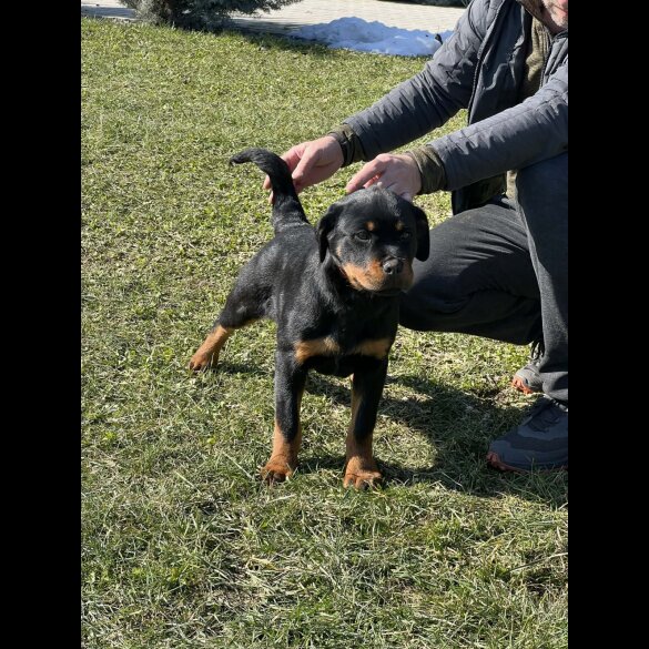 Rottweiler