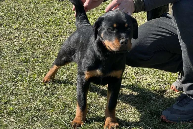 Rottweiler