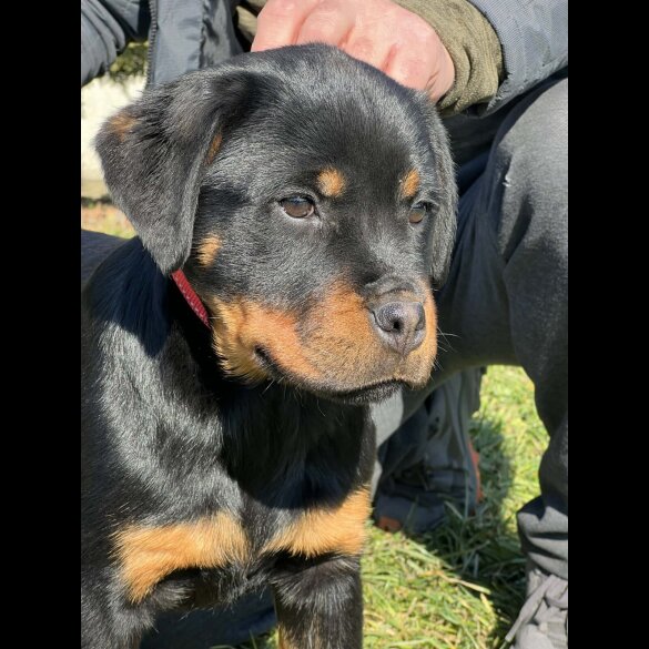 Rottweiler