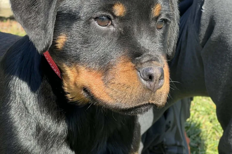 Rottweiler