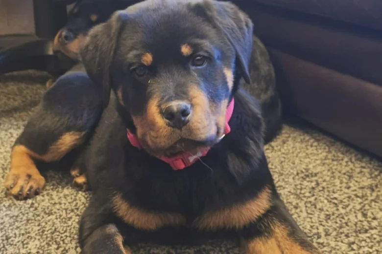 Rottweiler