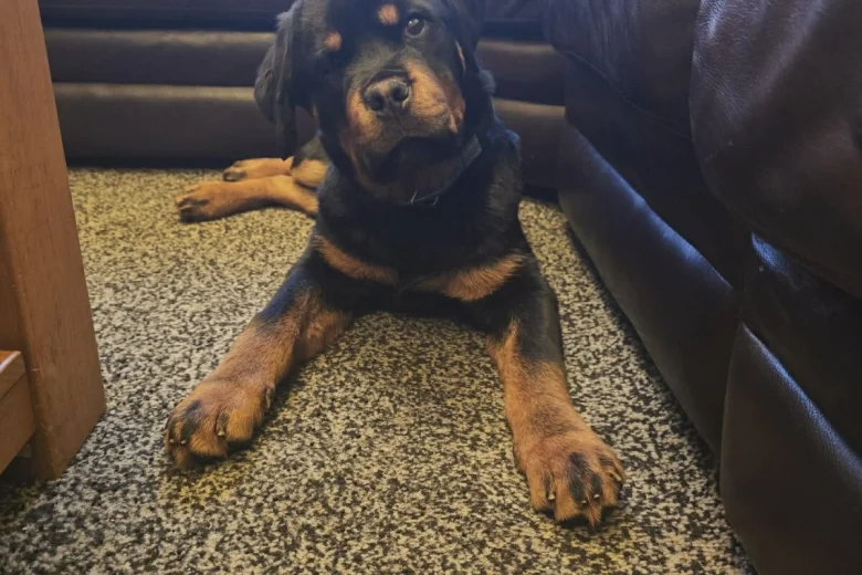 Rottweiler