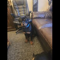 Rottweiler