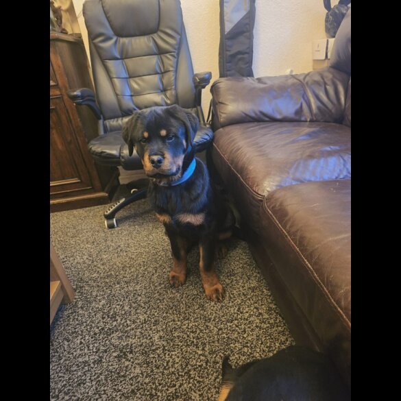 Rottweiler