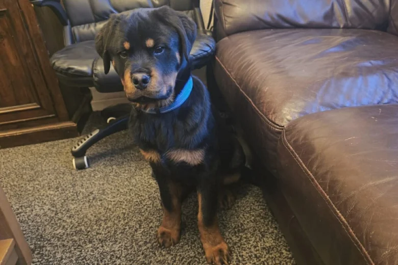 Rottweiler