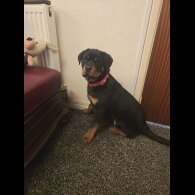 Rottweiler