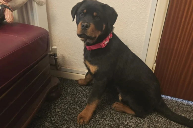 Rottweiler