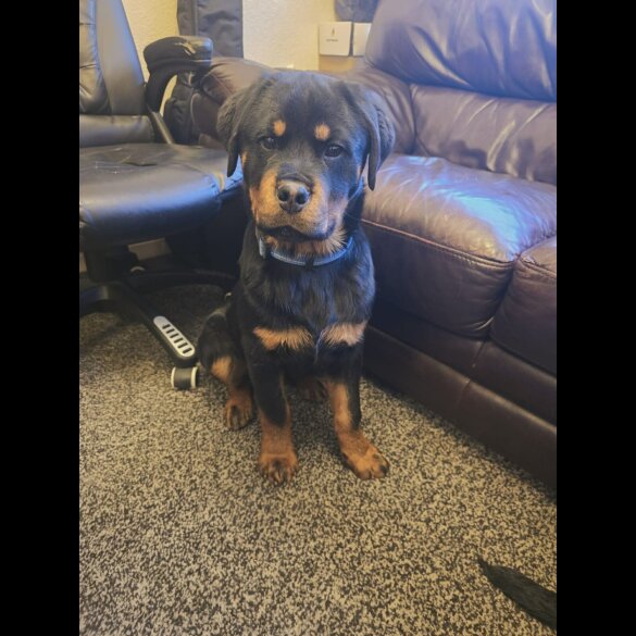 Rottweiler