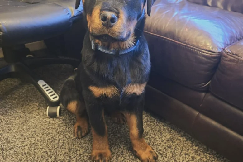 Rottweiler