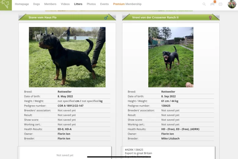 Rottweiler