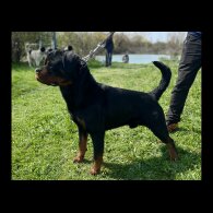 Rottweiler