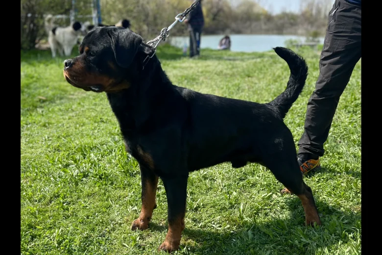 Rottweiler
