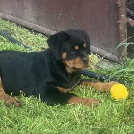 Rottweiler