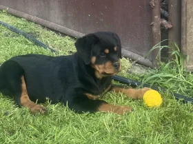 Rottweiler