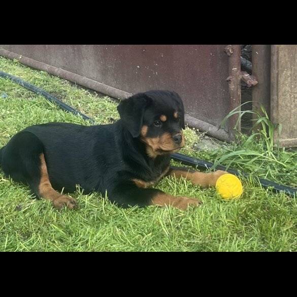 Rottweiler