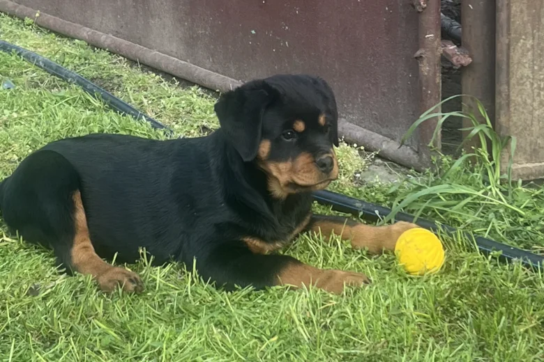 Rottweiler