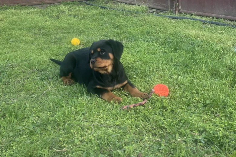 Rottweiler