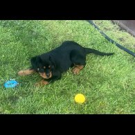 Rottweiler