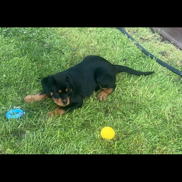 Rottweiler