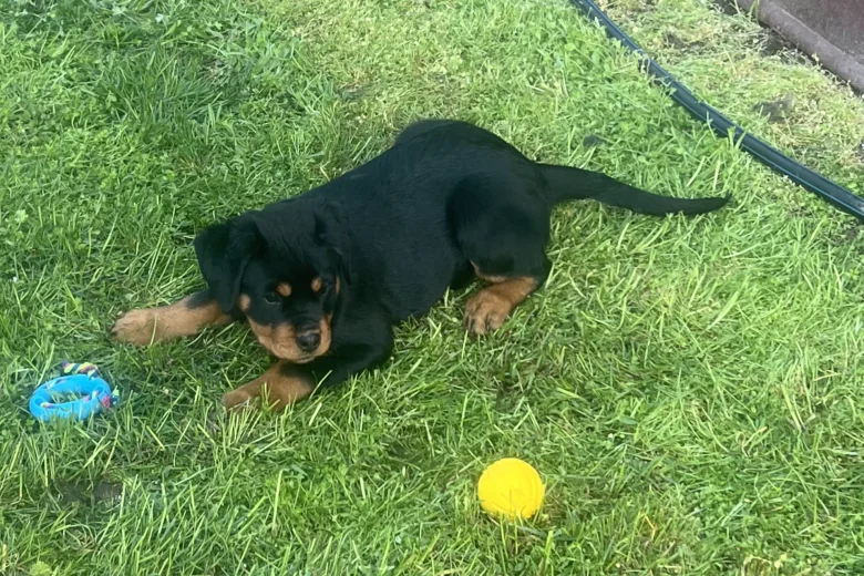 Rottweiler
