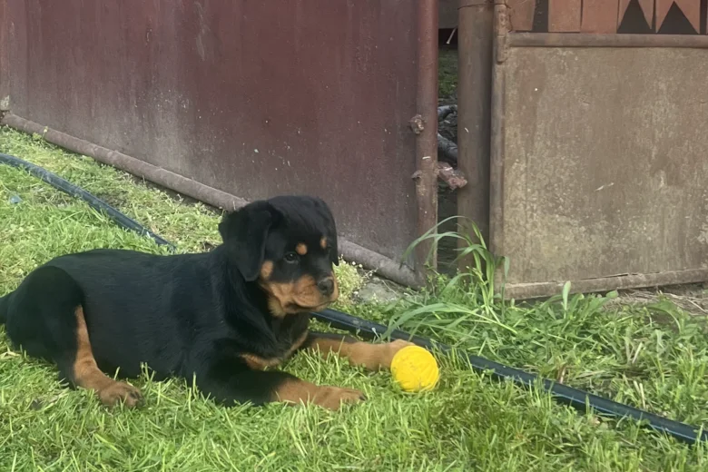 Rottweiler