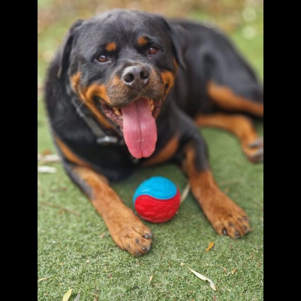 Rottweiler