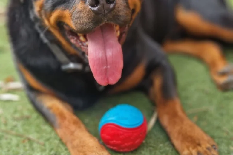 Rottweiler