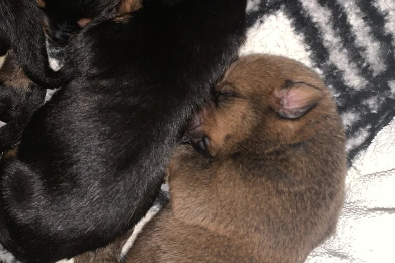 Rottweiler
