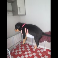 Rottweiler