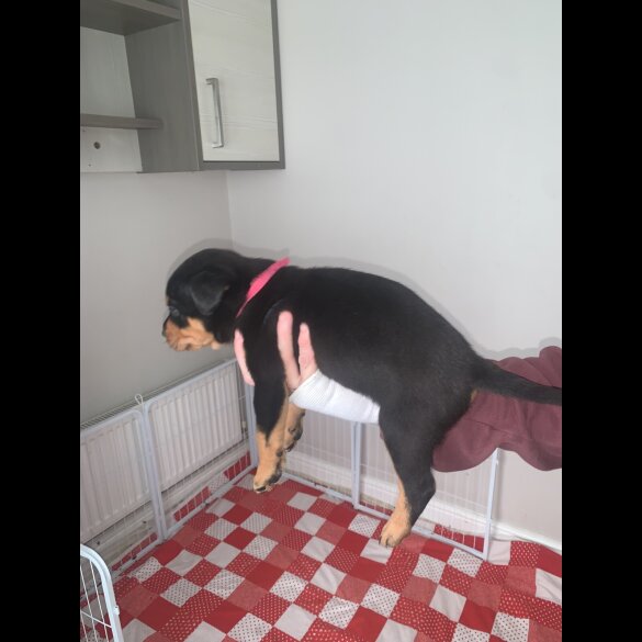 Rottweiler