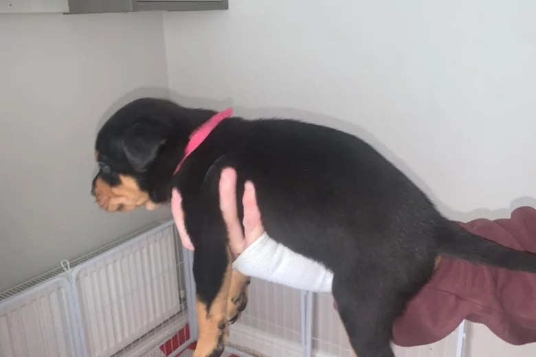 Rottweiler