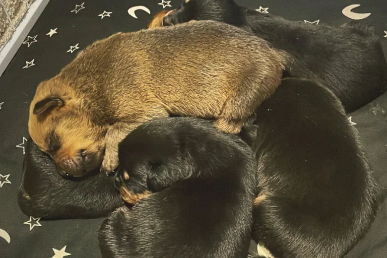 Rottweiler