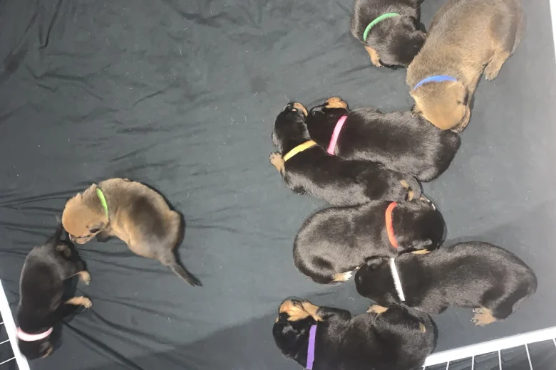 Rottweiler