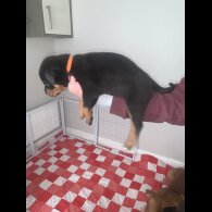 Rottweiler