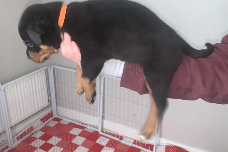 Rottweiler