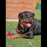 Rottweiler