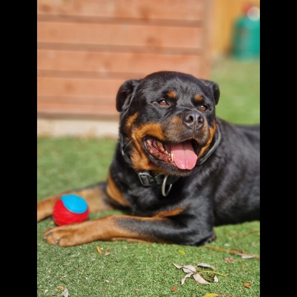 Rottweiler