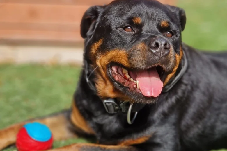 Rottweiler