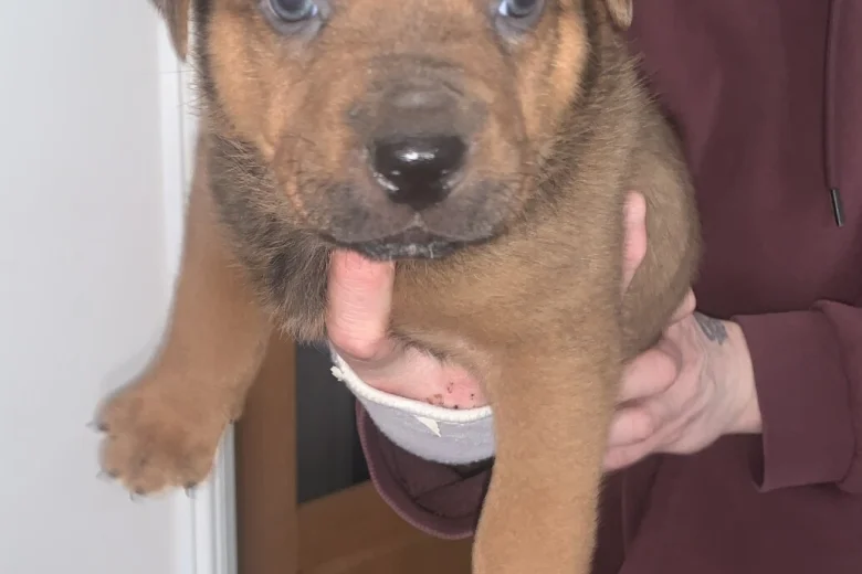 Rottweiler