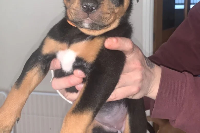 Rottweiler