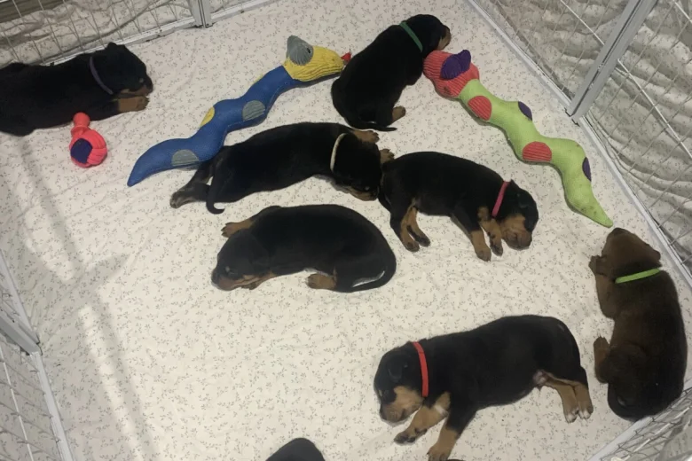 Rottweiler
