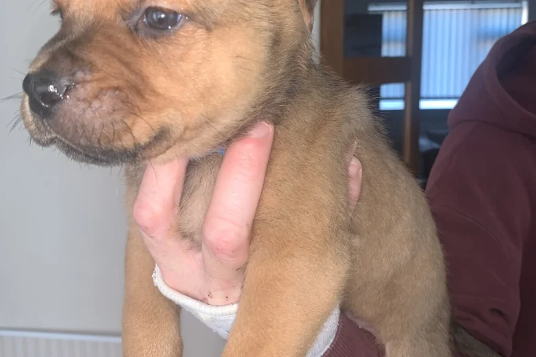 Rottweiler