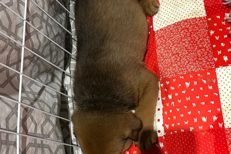 Rottweiler