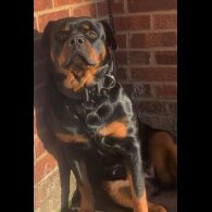 Rottweiler