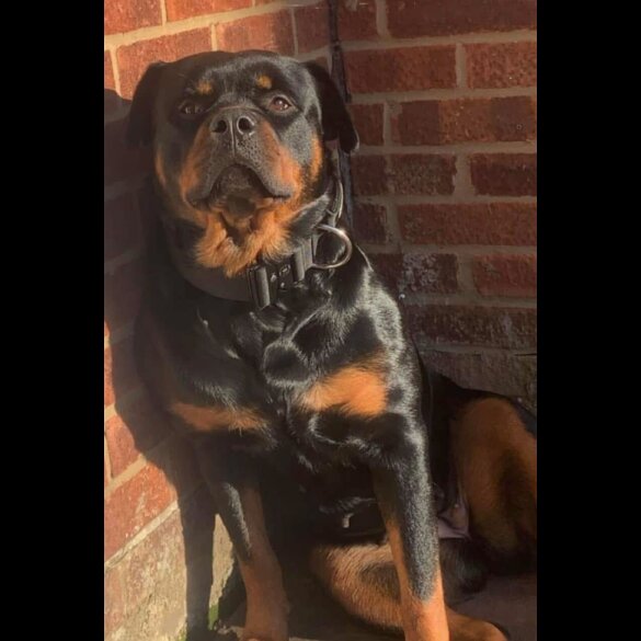 Rottweiler