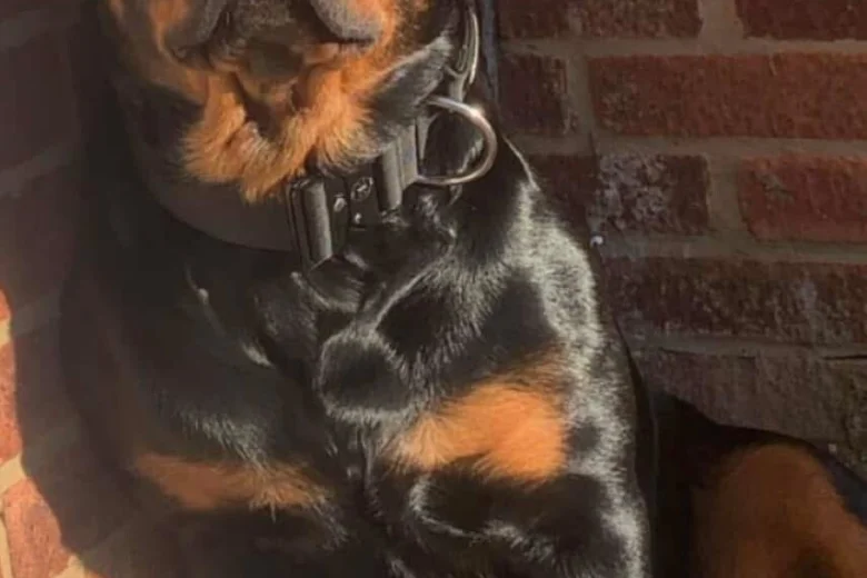 Rottweiler