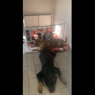 Rottweiler
