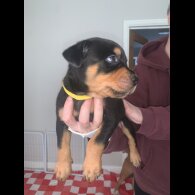 Rottweiler
