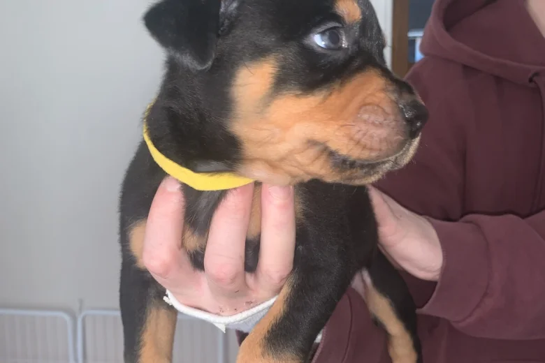 Rottweiler